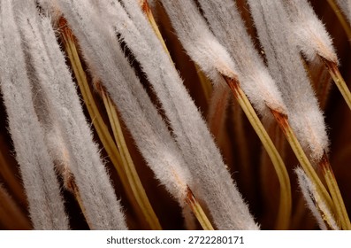 Protea Seed Soft Macro Texture Botanical Composition