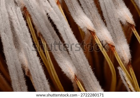 Protea Seed Soft Macro Texture Botanical Composition