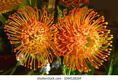 Protea (sugarbushes). Genus Protea Was Named In 1735 By Carl Linnaeus After Greek God Proteus, Who Could Change His Form At Will Because They Have Such Wide Variety Of Forms