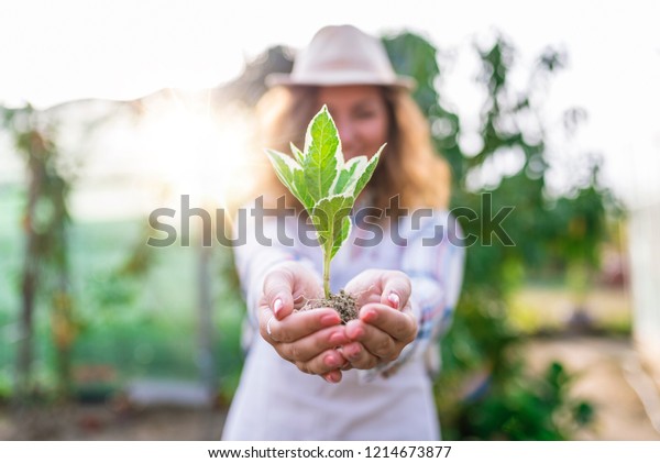 Protect nature. Sapling of plant in woman\'s hand on\
green nature background. Small plant in female hands. Woman holding\
and planting new tree.Woman was planting new born in garden\
background 