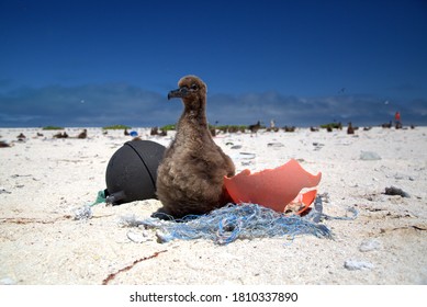 Protect This Floof! Marine Debris Remains One Of The Foremost Problems Our Ocean Faces, A Laysan Albatross Chick Rests On A Small Derelict Fishing Net.