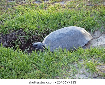 A protected Gopher tortoise (Gopherus polyphemus) digging a burrow on sandy terrain. Bingham State Park, Georgia. 