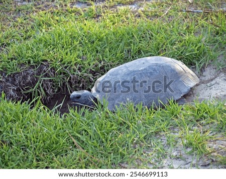 A protected Gopher tortoise (Gopherus polyphemus) digging a burrow on sandy terrain. Bingham State Park, Georgia. 