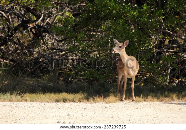 Protected Key Deer in the National Key Deer Refuge,\
Big Pine Key, Florida\
Keys