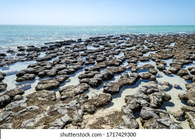 Protected Marine Nature Reserve Living Marine Stromatolites