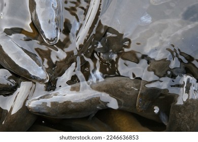 Protected native longfin eels poke their heads out of the water in a wetland pond