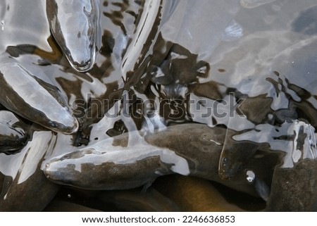 Protected native longfin eels poke their heads out of the water in a wetland pond
