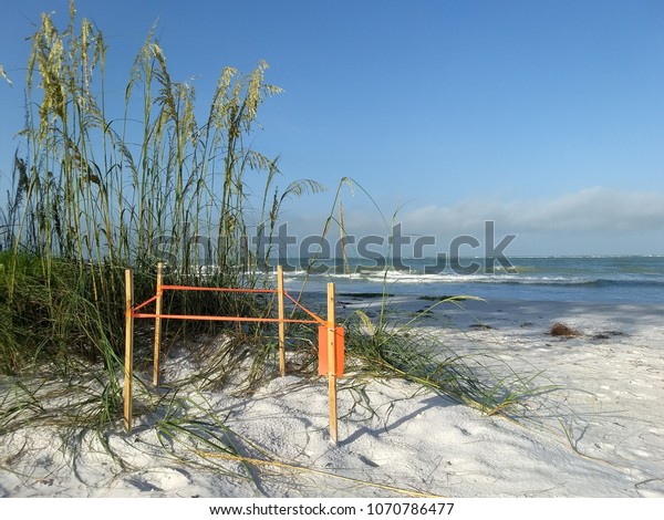 Protected sea turtle nest in sand dune on water\'s\
edge, Siesta Key Beach\
Florida