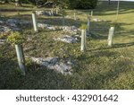 PROTECTED TREES