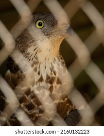 Protected Wild Animals In An Illegal Trafficking Reception Center