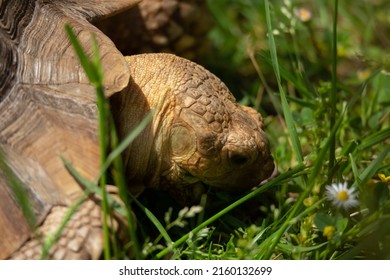 Protected Wild Animals In An Illegal Trafficking Reception Center