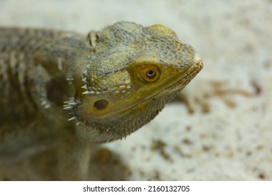 Protected Wild Animals In An Illegal Trafficking Reception Center