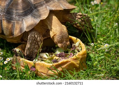 Protected Wild Animals In An Illegal Trafficking Reception Center