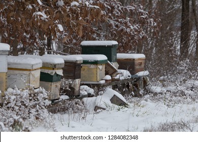 Protecting The Beehive In Winter