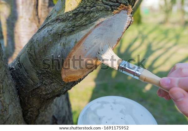 Protecting the pruned branch of the fruit tree -\
plum - with garden\
paste