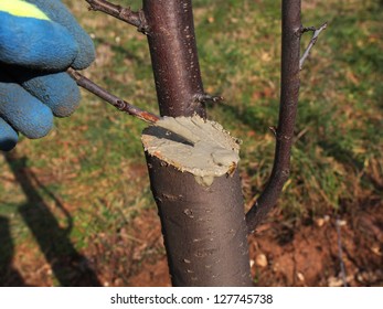 protecting wound after pruning with the wax