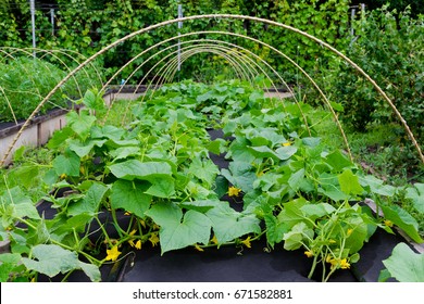 Protection against weeds when growing cucumbers with spunbond agriculture nonwoven cover.