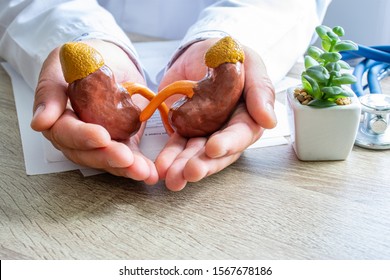 Protection, treatment, prevention and patronage health in nephrology in kidneys health against diseases, pathologies concept photo. Doctor surrounded kidneys anatomical models with hands on desk