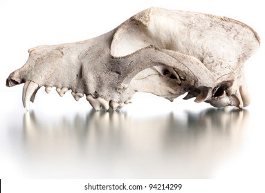 Protection of wildlife. Skull of a wolf.