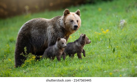 Protective Brown Bear Mother Looking Over Her Two Little Cubs On A Green Meadow