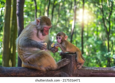 Protective female mother looking after cute tiny little monkey holding piece of banana fruit to eat, Ten Mile Gallery Monkey Forest, Zhangjiajie National Park, China - Shutterstock ID 2175316471