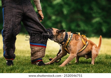 Protective training with a dog. Malinois practices biting legs during training. Belgian Shepherd trains to apprehend criminals. Working dog.