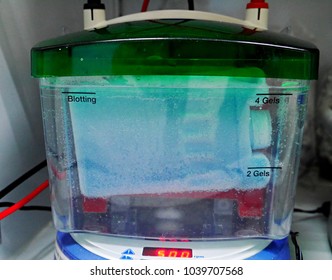 Protein Analysis By Western Blot Expreiment
