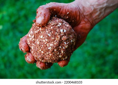 Protein Ball In Hand, Bait For Fish. Fishing Ball For Carp. 