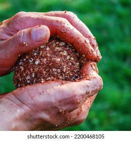 Protein Ball In Hand, Bait For Fish. Fishing Ball For Carp. 