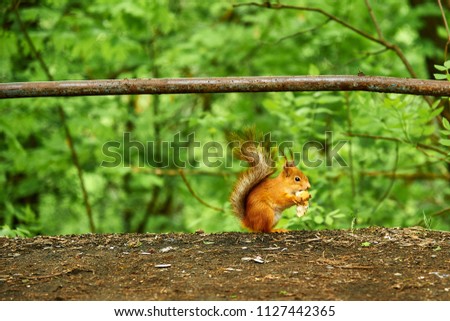 Similar – Image, Stock Photo nutcrackers Environment