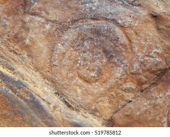 Proterozoic Organism Cyclomedusa Radiata - Fossil Of Attachmnet Disk