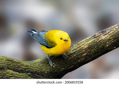 Prothonotary Warbler Bounces Along Branches Like A Golden Flashlight In The Dim Understory Of Swampy Woodlands