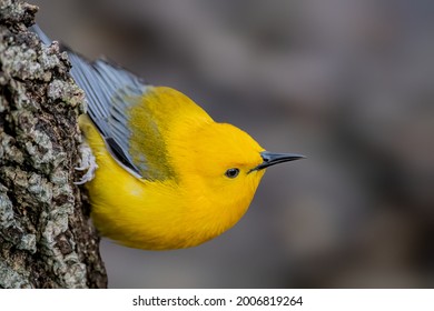 Prothonotary Warbler Bounces Along Branches Like A Golden Flashlight In The Dim Understory Of Swampy Woodlands