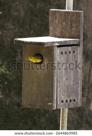 Prothonotary Warbler in Nesting Box 