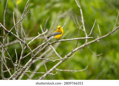 prothonotary warbler in a tree