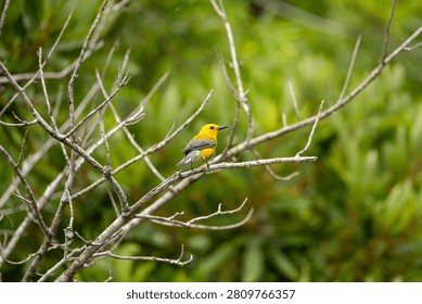 prothonotary warbler in a tree