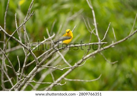 prothonotary warbler in a tree