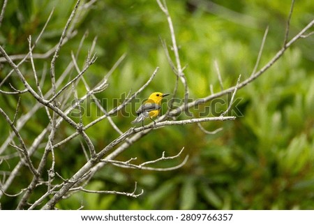 prothonotary warbler in a tree