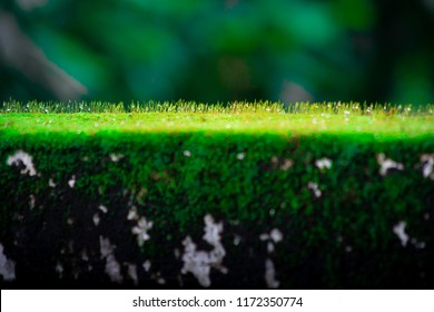 Protista Kingdom, Colony, Unicellular