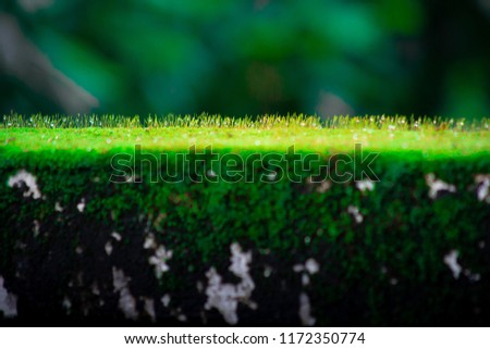 Similar – Moos auf einer Holztafel in der Umgebung eines Waldes