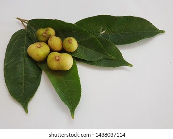 Protium serratum is a local fruit. Found in northern Thailand - Shutterstock ID 1438037114