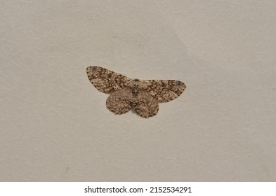 Protoboarmia porcelaria,the porcelain gray or dash-loned looper,is a Geometric species of moth.Lepidoptera animalia insect Arthropoda.The wings are brown gray and have crossed brown gray curved lines.