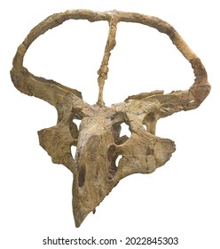 Protoceratops andrewsi    herbivorous ceratopsian dinosaur  member the Protoceratopsidae
