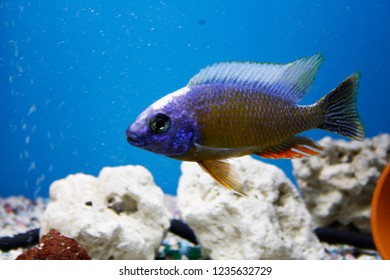 malawi cichlids images stock