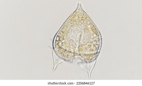 Protoperidinium, A Marine Phytoplankton From Dinoflagelata Group. 400x Magnification With Selective Focus