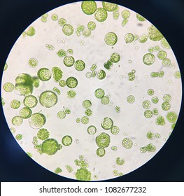 Protoplast From Tomato