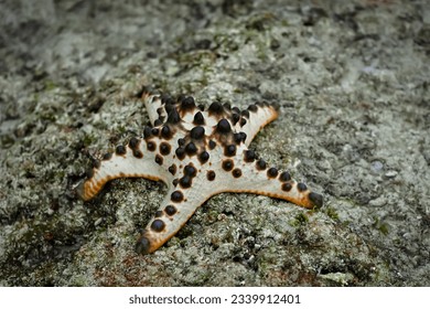 Protoreaster nodosus is a type of large starfish that can be found in Indo-Pacific waters. This species feeds on meiofauna, microorganisms and sand macrofauna, and prefers sandy habitats such as sand