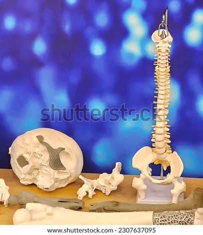 Prototypes of human skeletal bones with endoprosthesis implants. Bones of the skull, feet, spine. Models printed on 3d printer of plastic. Endoprosthesis printed on 3D printer. New printing technology
