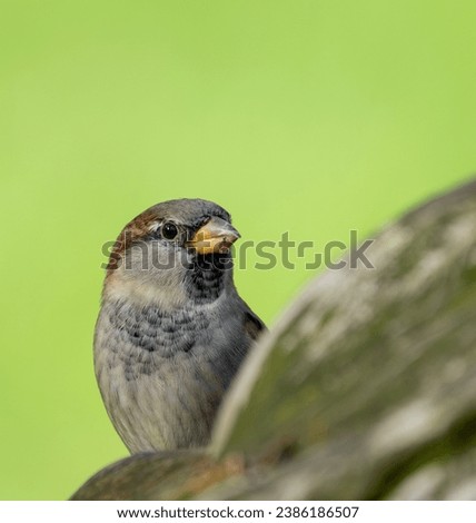A protrait of a Bird