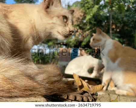 A protrait of a cat